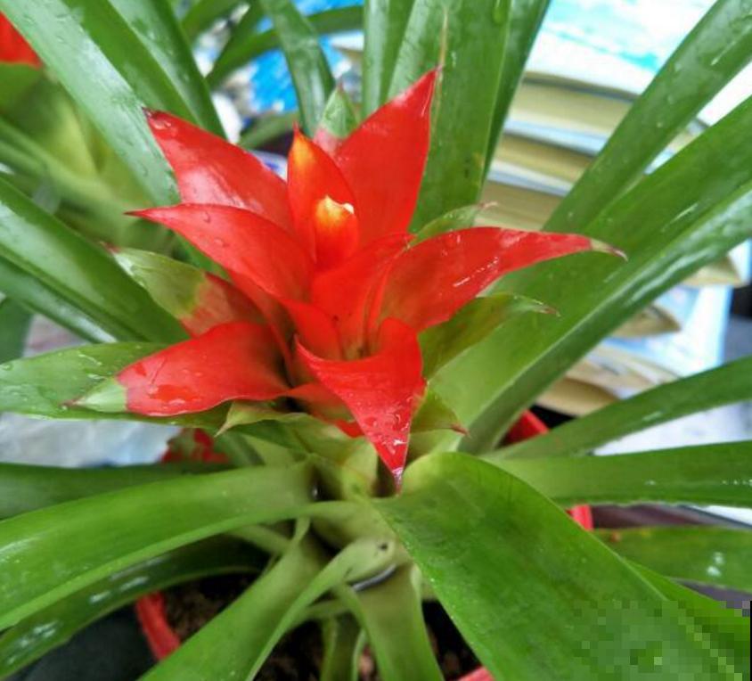 家里养盆鸿运当头,红红火火,邻居看了竖大拇指! 家里养盆鸿运当头,红红火火,邻居看了竖大拇指!