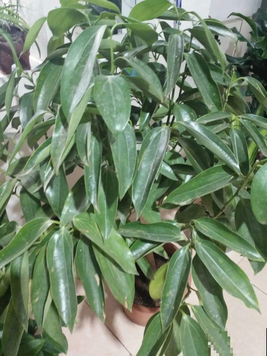 养花常见的4个病症，一招就好使，赶紧学起来