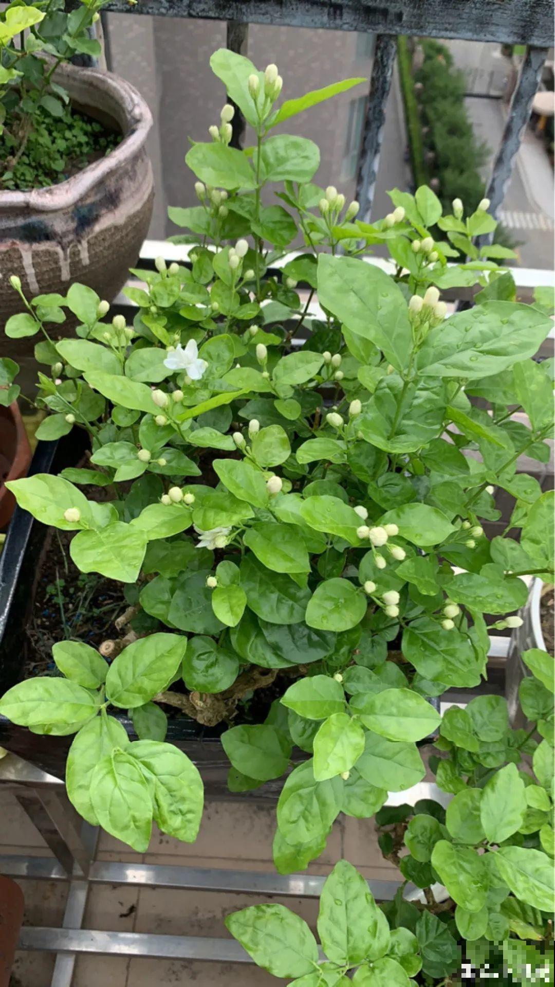 家里养3种花,最怕遇见这个,抓紧避免才能疯长! 家里养3种花,最怕遇见这个,抓紧避免才能疯长!