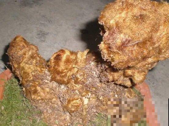 山上的雪莲,说摘就摘? 山上的雪莲,说摘就摘?