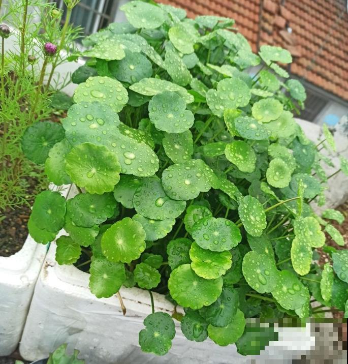 如果你是浇水党，就养这些耐水淹的花，浇多少都没事！