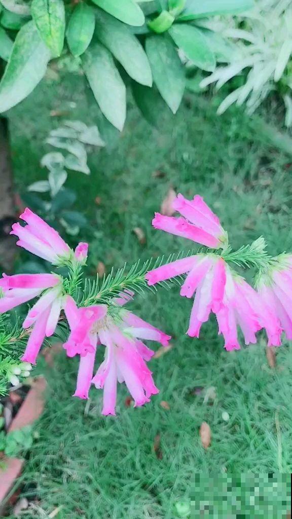 欧石楠，好看到窒息，密集恐惧症患者慎入！