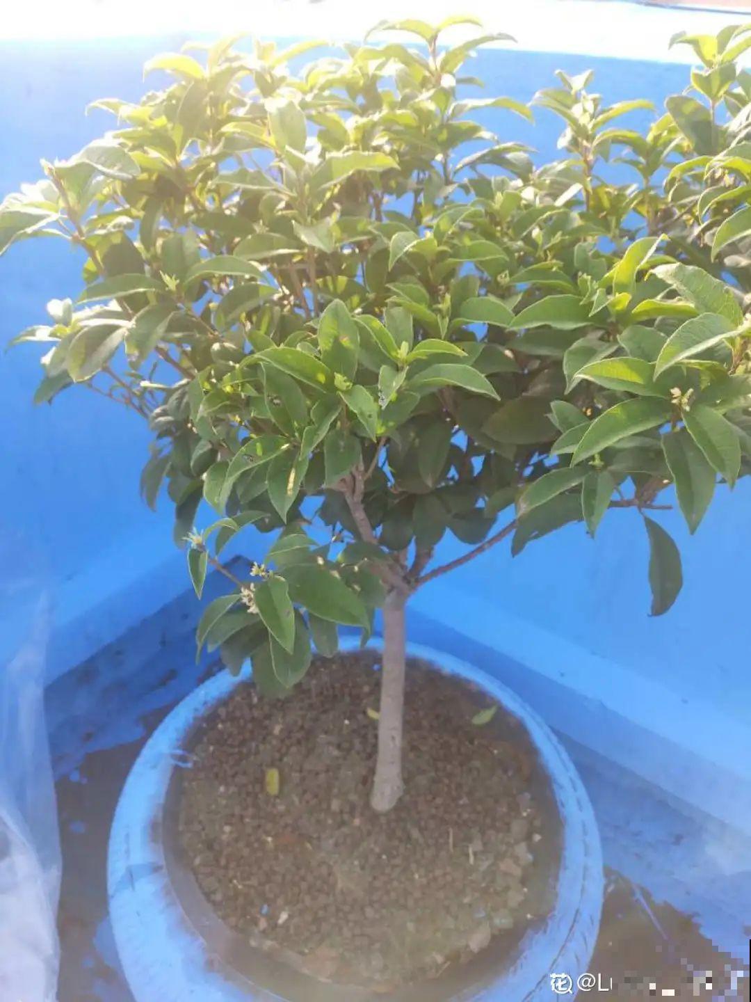 桂花秋天必须养，满树金黄，香飘四溢，不养吃亏了！