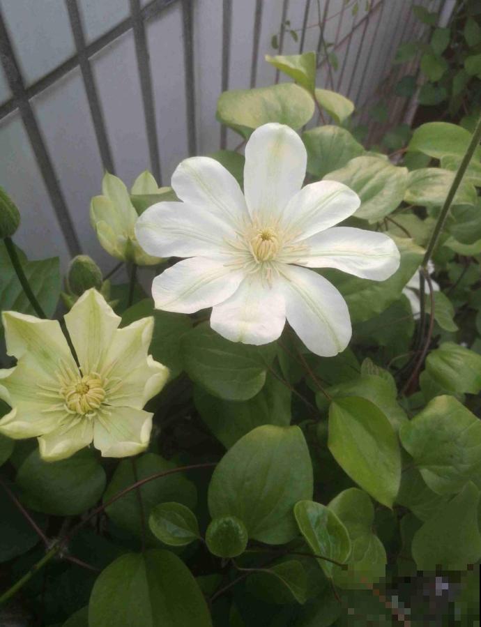 铁线莲容易买到假货，注意看价格，越便宜越有猫腻！