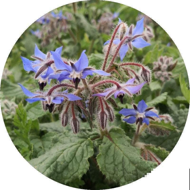 代表勇气的琉璃苣,梦幻不失好看,还特好养活! 代表勇气的琉璃苣,梦幻不失好看,还特好养活!