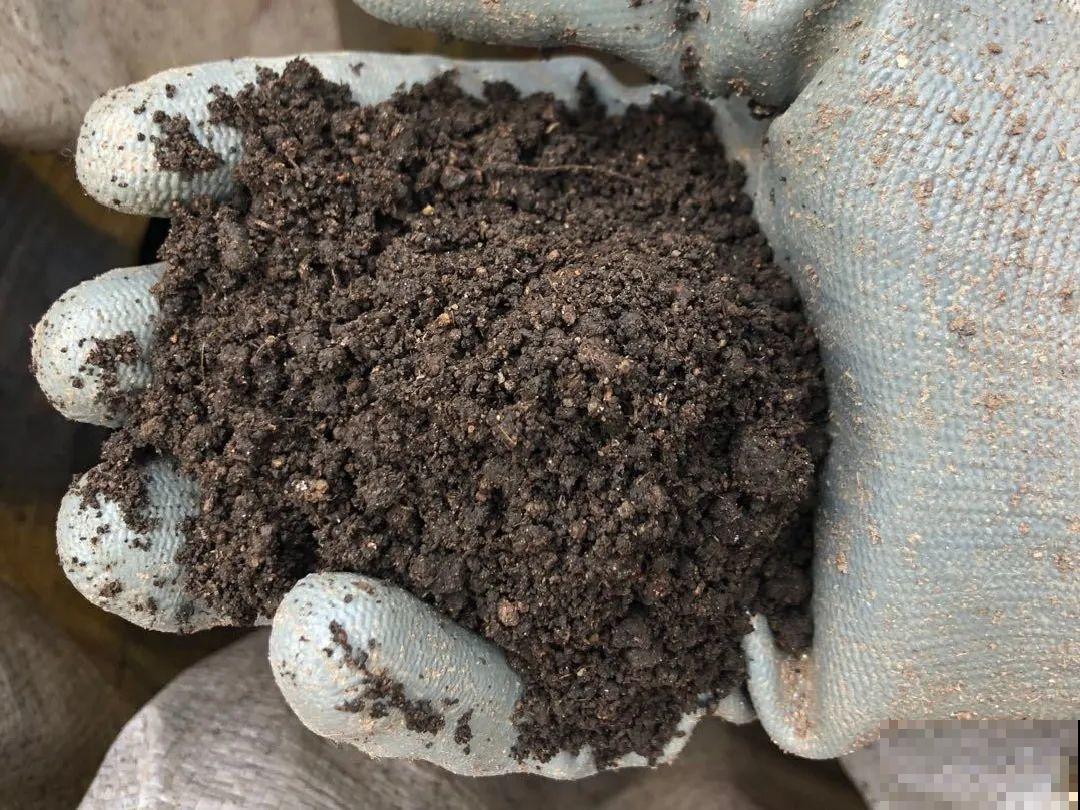 路边不起眼的是宝贝,捡到养花就是宝,养花多年不换盆! 路边不起眼的是宝贝,捡到养花就是宝,养花多年不换盆!