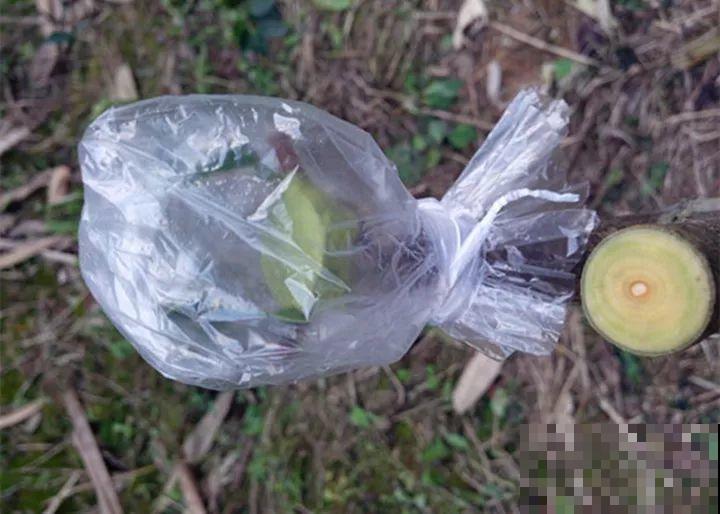 嫁接达人,玉树嫁接长寿上,花友直呼内行! 嫁接达人,玉树嫁接长寿上,花友直呼内行!