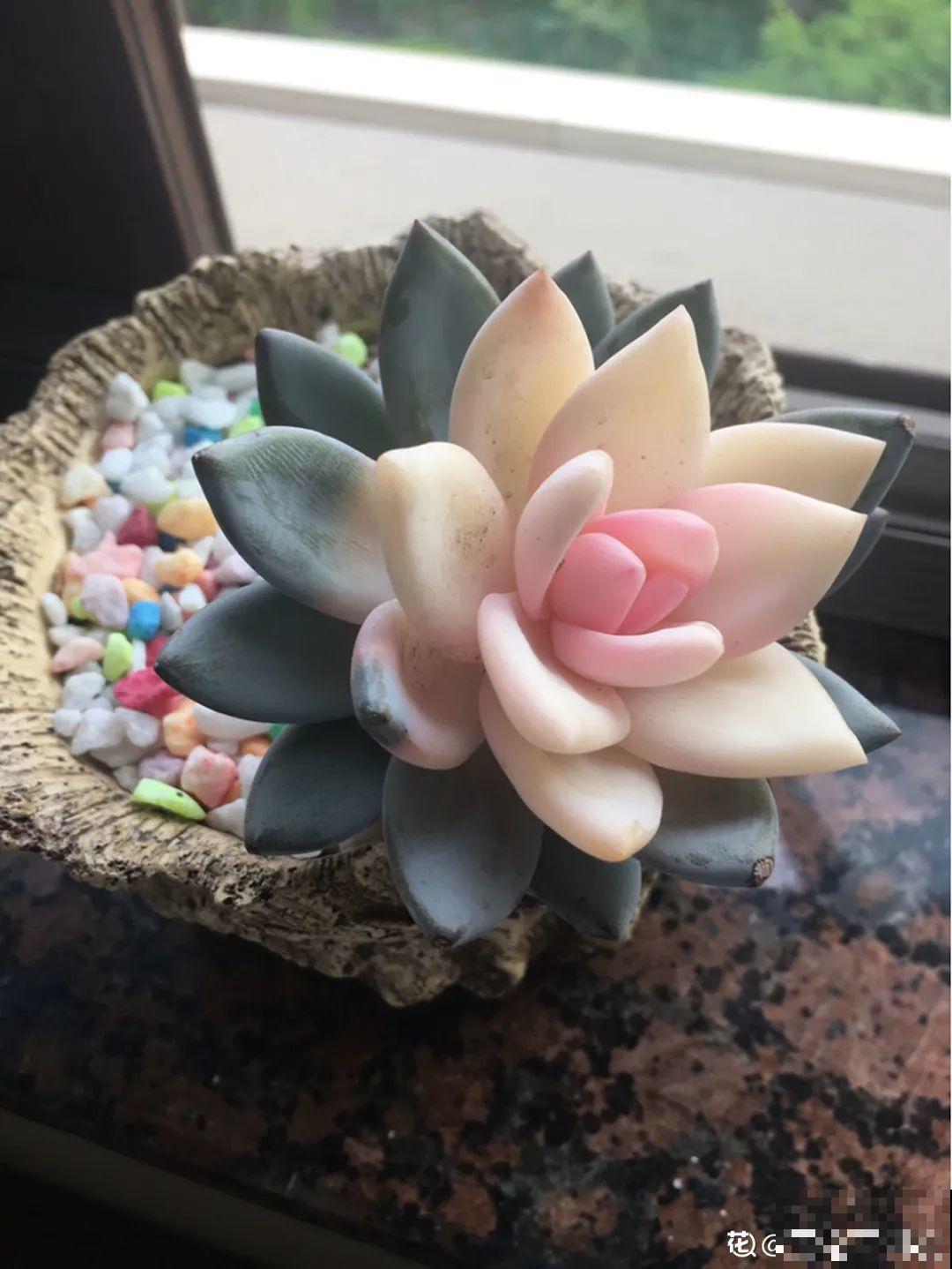 新买一盆花,叶子五颜六色,真怀疑它是不是喷药了? 新买一盆花,叶子五颜六色,真怀疑它是不是喷药了?