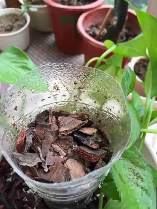 塑料瓶养花真省钱,戳个洞就行,种上吊兰长得超旺 塑料瓶养花真省钱,戳个洞就行,种上吊兰长得超旺