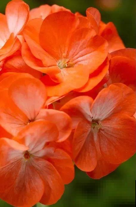 天竺葵太能开,一年能开大半年,花多还易爆盆! 天竺葵太能开,一年能开大半年,花多还易爆盆!