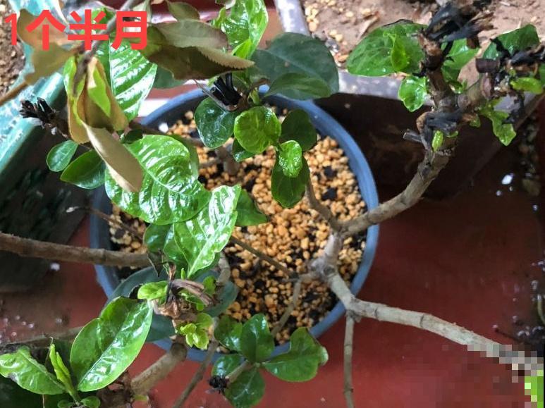 你扔的花,我捡回家,半个月起死回生! 你扔的花,我捡回家,半个月起死回生!