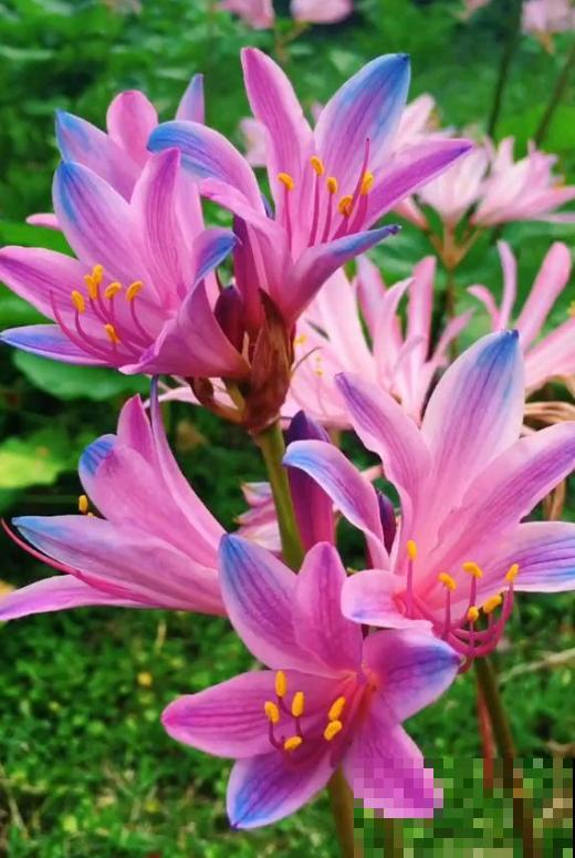 石蒜科的花,个比个漂亮,却是危险的有毒植物! 石蒜科的花,个比个漂亮,却是危险的有毒植物!