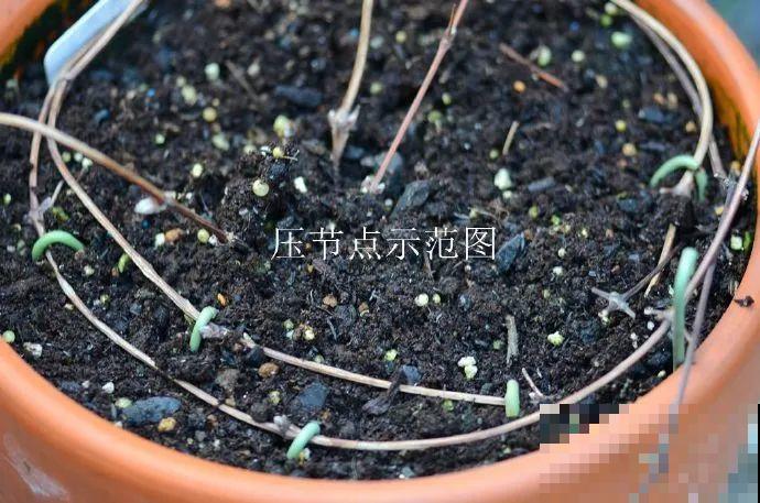 扦插有啥难？1根吸管，插活6盆花，太简单了！