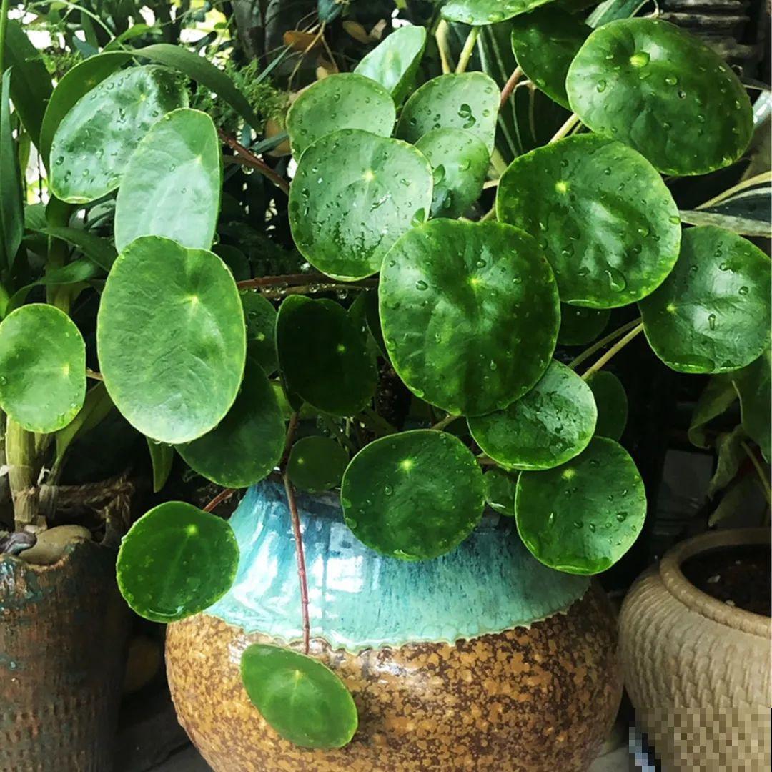 看图猜花名，100道题，测你的养花天分！