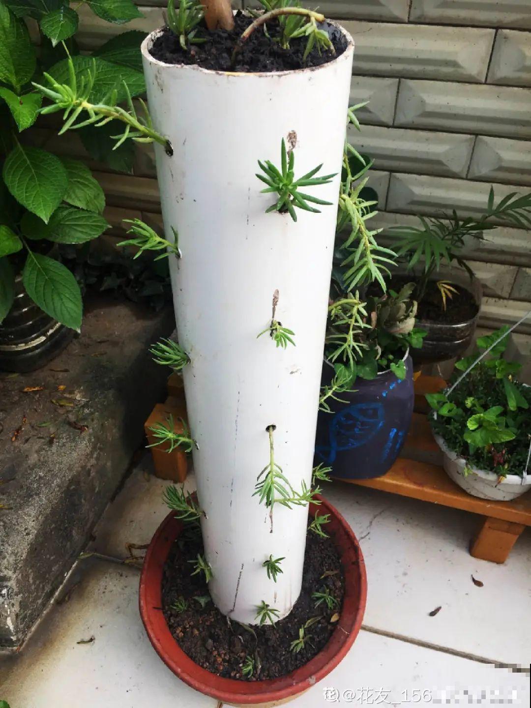 8根筷子绑一起,2个月变老桩,让你爱不释手! 8根筷子绑一起,2个月变老桩,让你爱不释手!