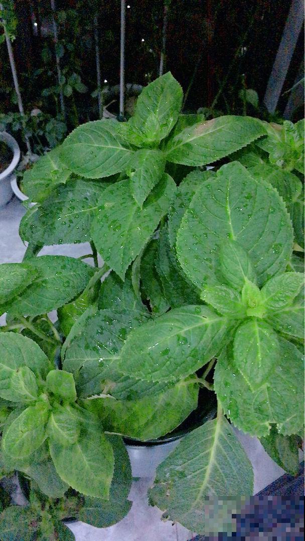 新手养花，牢记5个“坑”，也能把花养爆盆