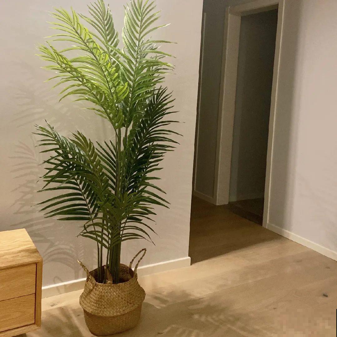 24种植物“净化器”,每个房间养一盆,太值了! 24种植物“净化器”,每个房间养一盆,太值了!