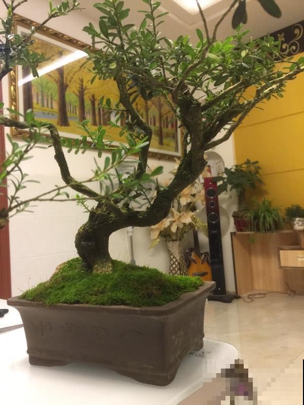 植物界的4种“老寿星”,抱回家一盆,养能养几十年! 植物界的4种“老寿星”,抱回家一盆,养能养几十年!