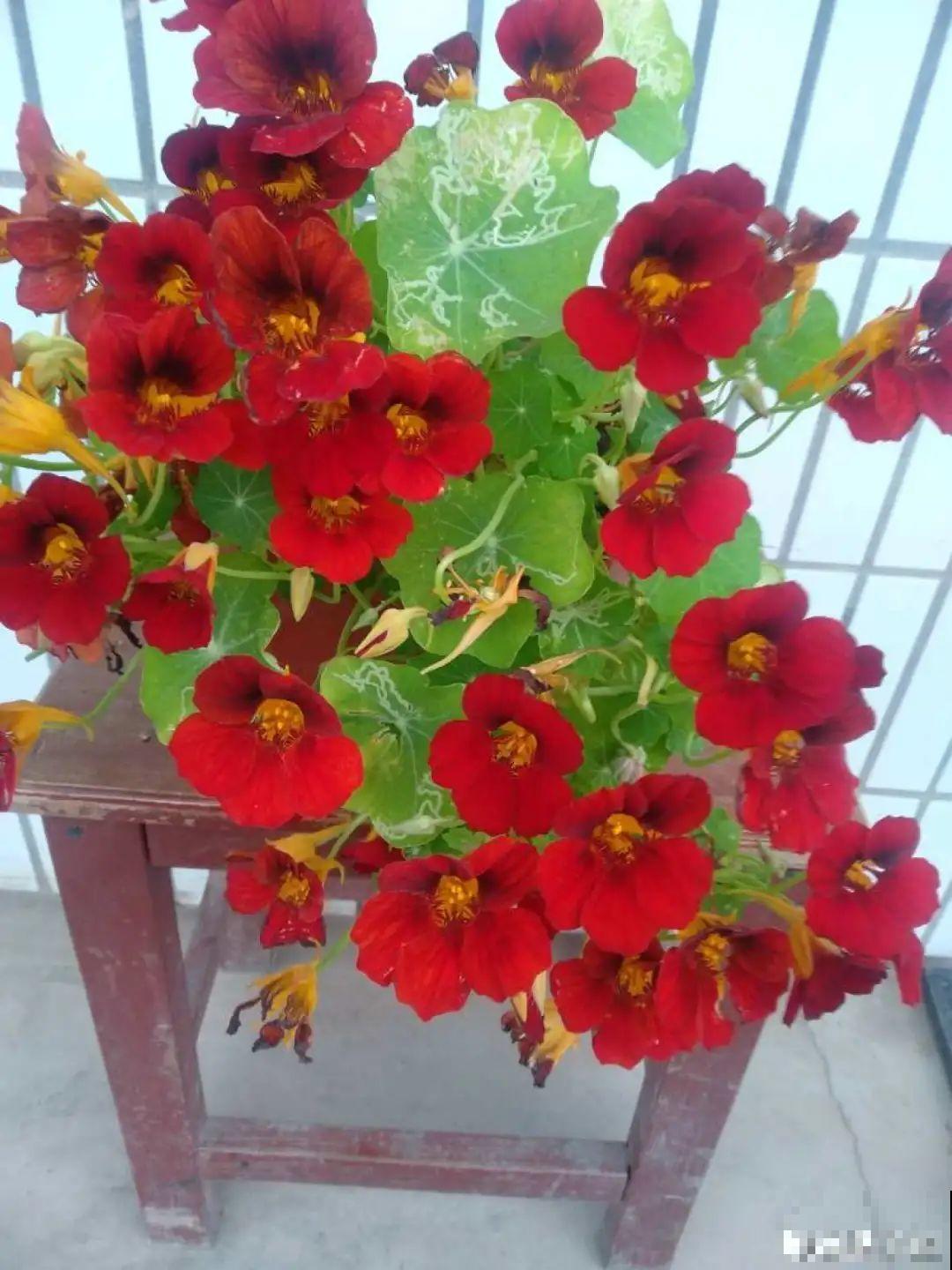 大家都爱养的花，其实只能秋天种，错过季节养不活！