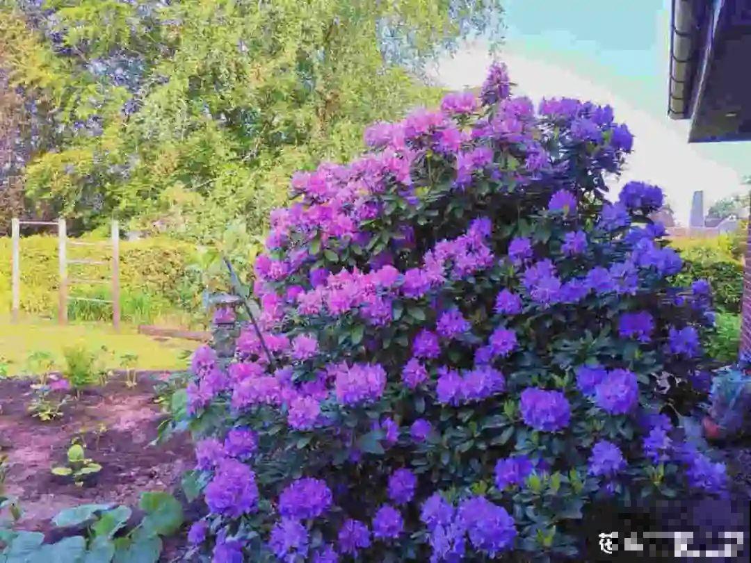 10种耐阴花，放在角落里，开花长成大树！