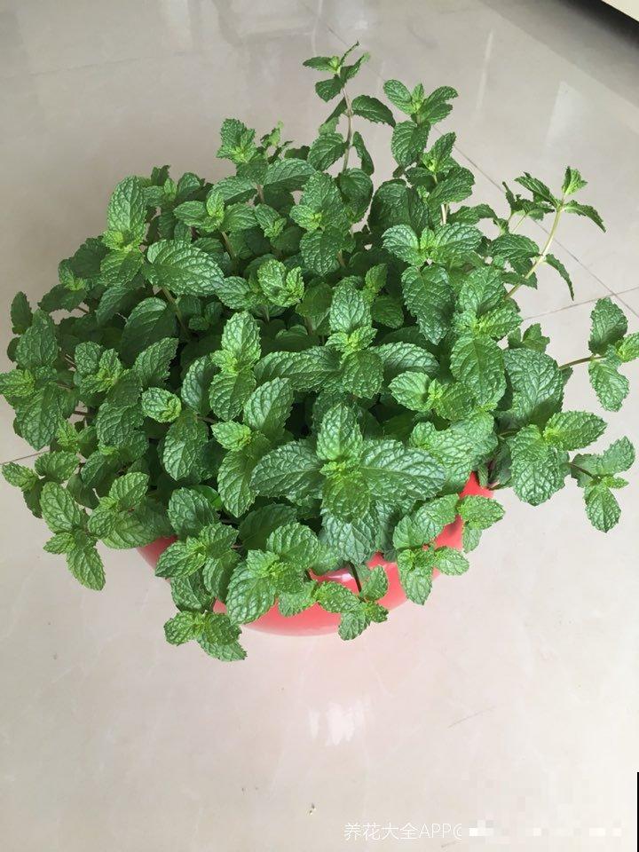 夏天养香草,摘下叶子能泡茶,还能清热解毒! 夏天养香草,摘下叶子能泡茶,还能清热解毒!
