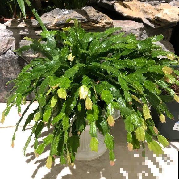 养蟹爪兰，重要的是一个“掐”字，花苞冒不停