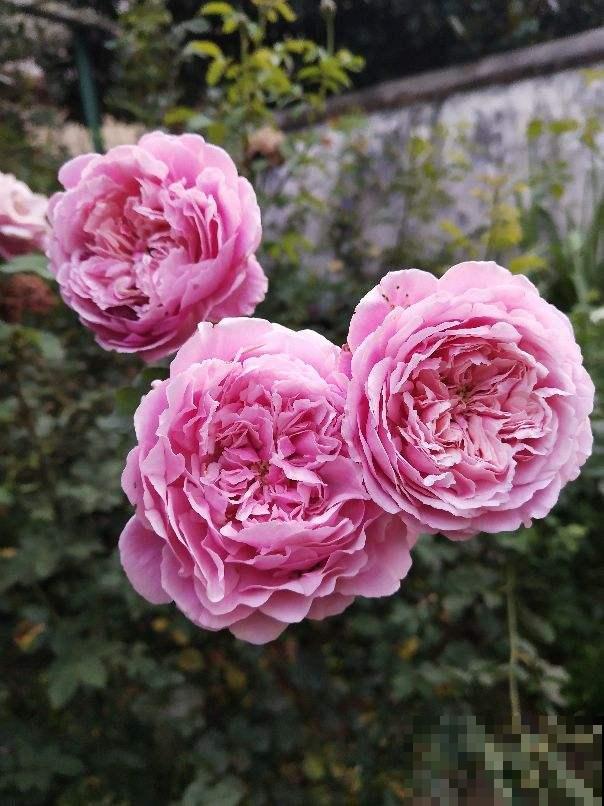 养花5年，我好像变穷了，到底为啥？