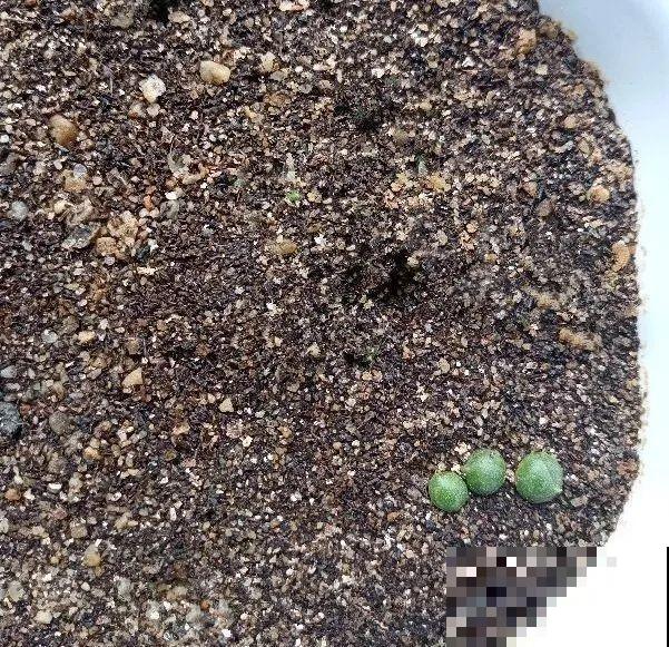 龟背竹长出长鞭子，连着茎一块砍下来，种土里就能活