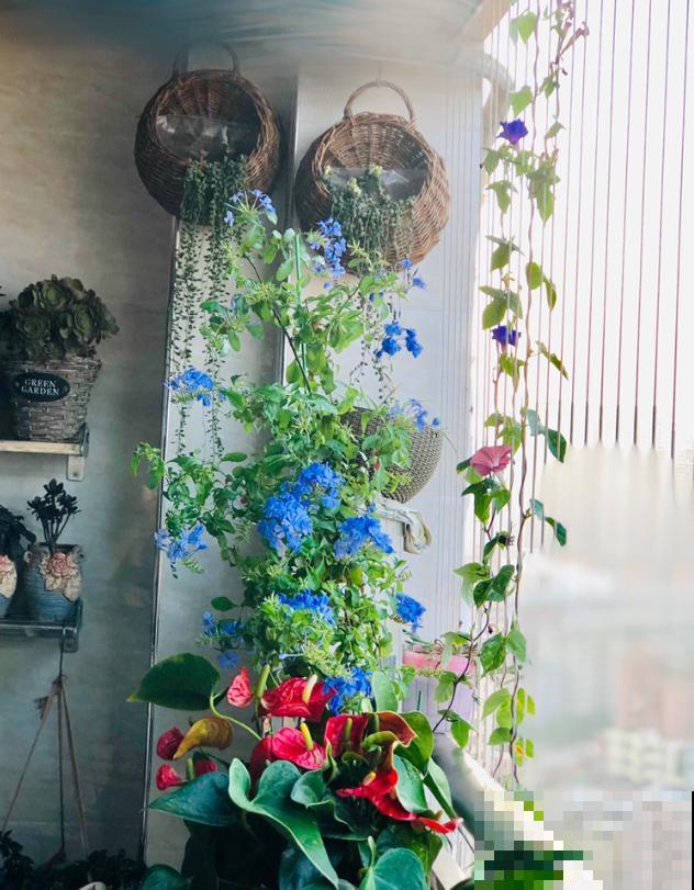 养花在精不在多,一盆精品,胜过10盆普通花! 养花在精不在多,一盆精品,胜过10盆普通花!