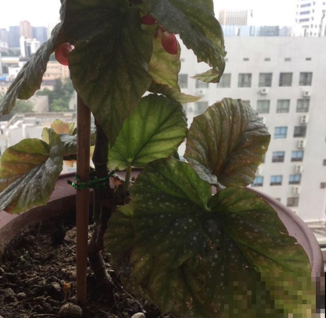 银星海棠特能开,阳台种一盆,一开就是一整年! 银星海棠特能开,阳台种一盆,一开就是一整年!