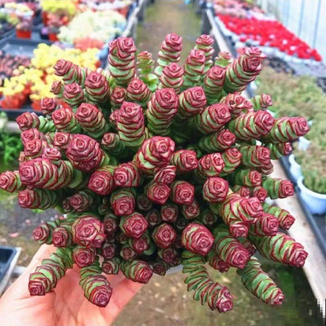 扦插这些花，只需摘几片叶子，生根太容易！