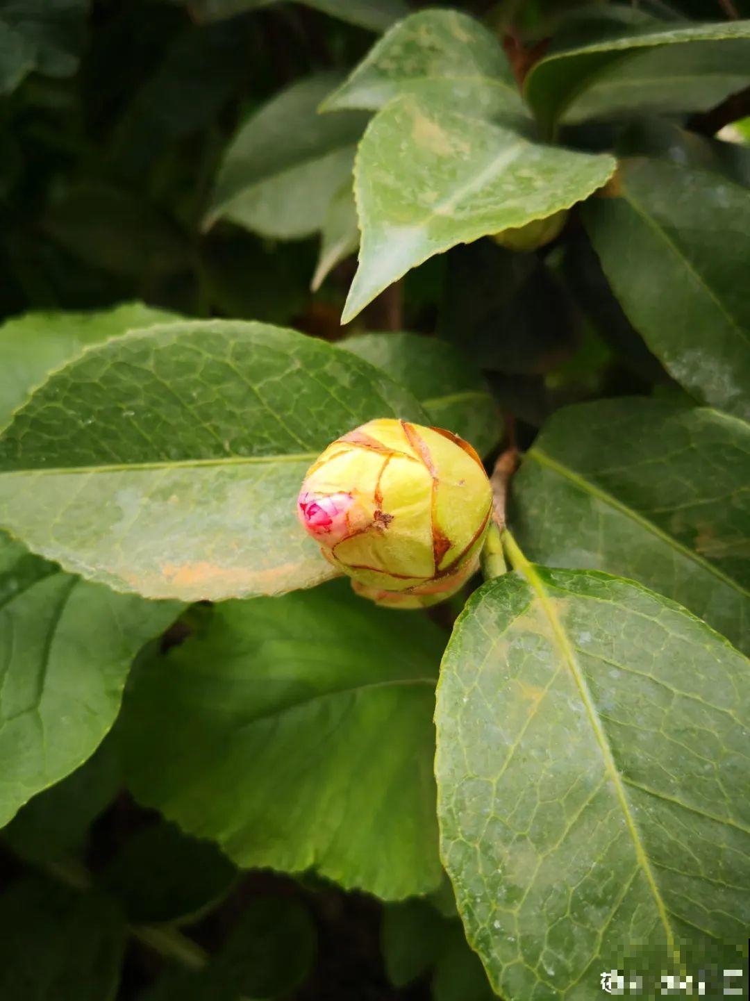 11种花,下个月就开花,现在养护是关键! 11种花,下个月就开花,现在养护是关键!