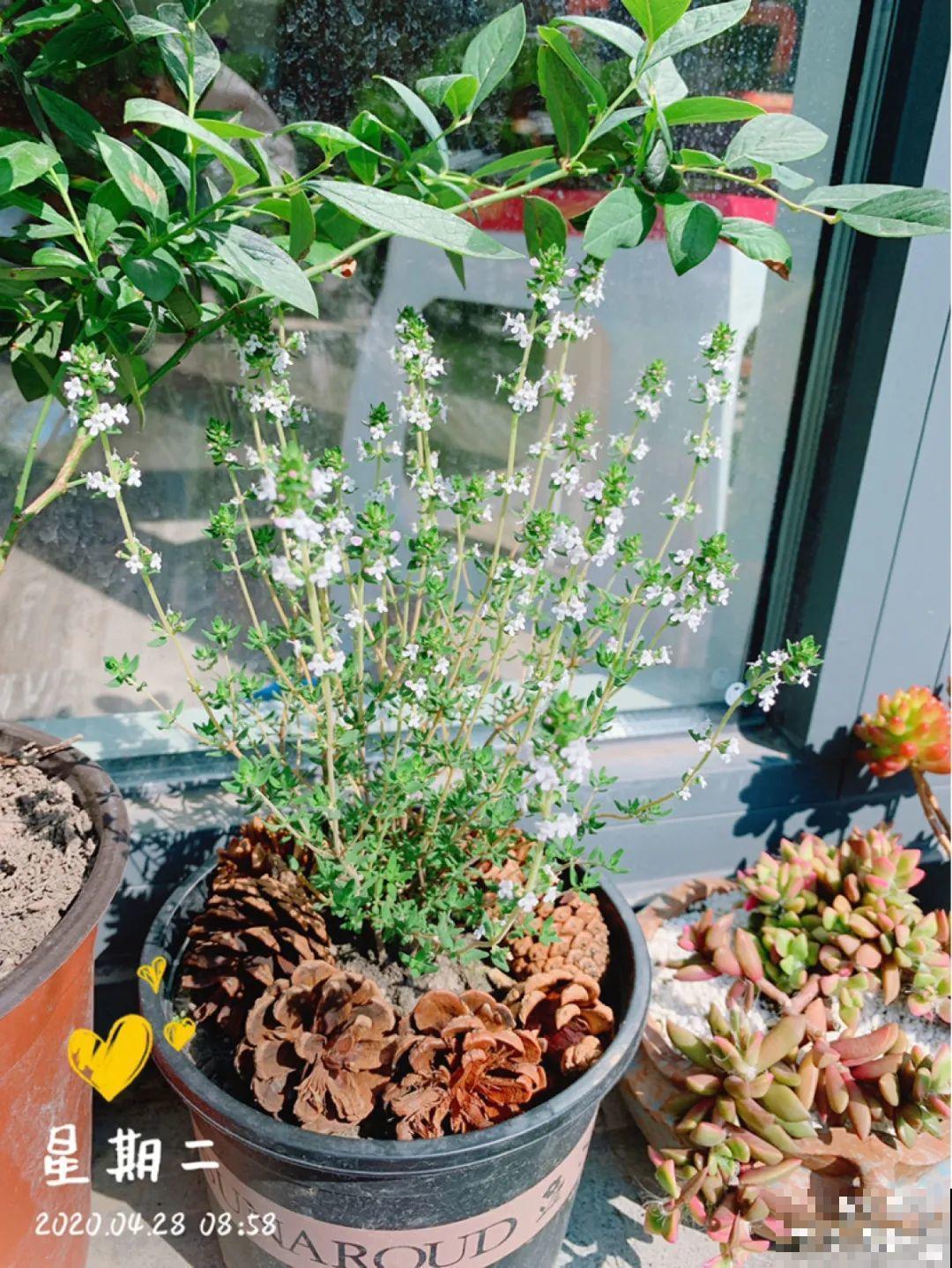 9种花最适合养厨房,去腻吸油烟,香味满屋子! 9种花最适合养厨房,去腻吸油烟,香味满屋子!