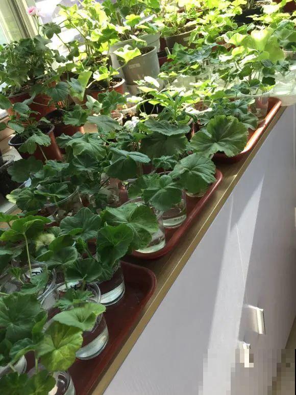 公认难养的花,养一盆死一盆,从来没有养活过! 公认难养的花,养一盆死一盆,从来没有养活过!