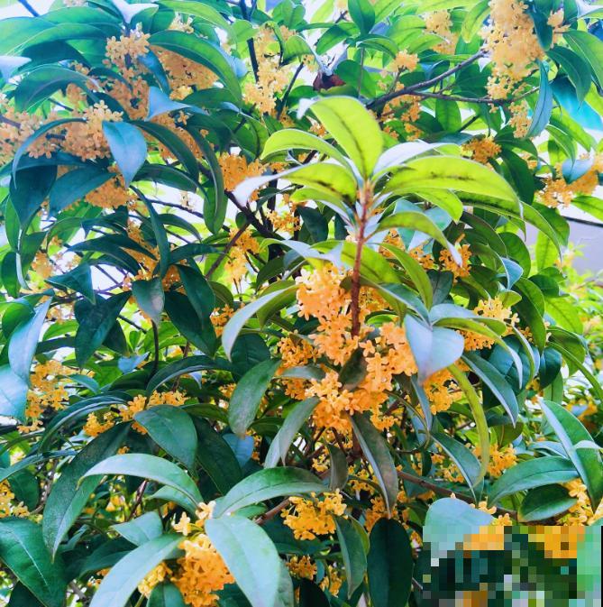 家里有这4种花，现在千万别修剪，剪了就不开花了！