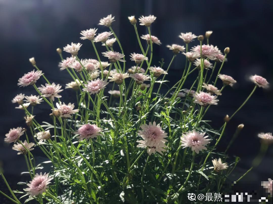 6种花,现在长的快,多浇水、勤施肥! 6种花,现在长的快,多浇水、勤施肥!