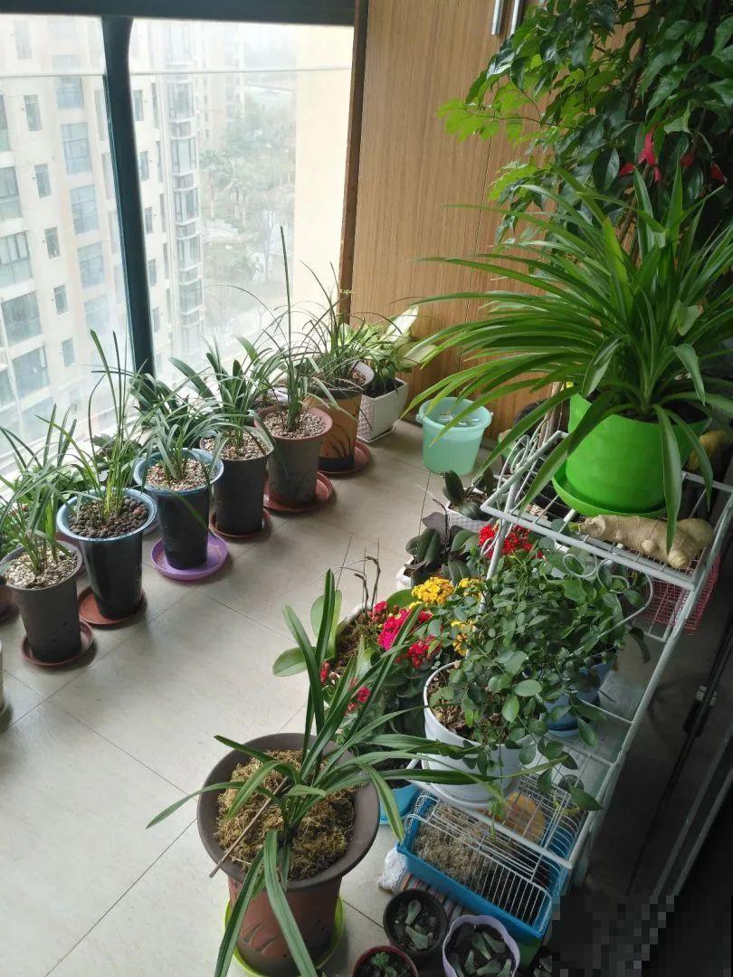 家里4个角落别浪费，分别养些好看的花，一年就能变花园！