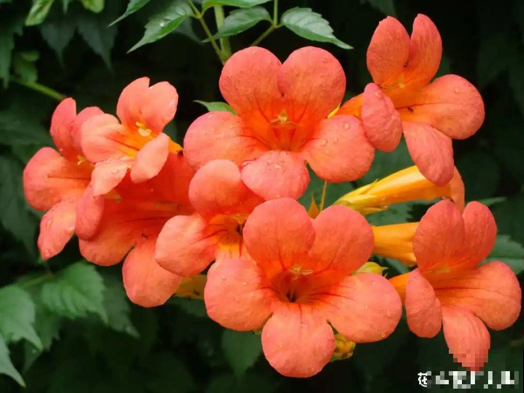 看图猜花名，100道题，测你的养花天分！