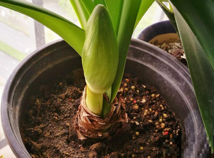 种朱顶红种球有讲究，6个错误常犯，看看你中了没！