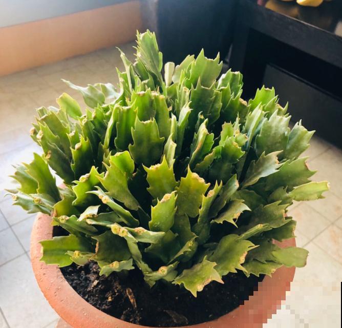 蟹爪兰就得现在嫁接,高温高湿,三两天就活了! 蟹爪兰就得现在嫁接,高温高湿,三两天就活了!