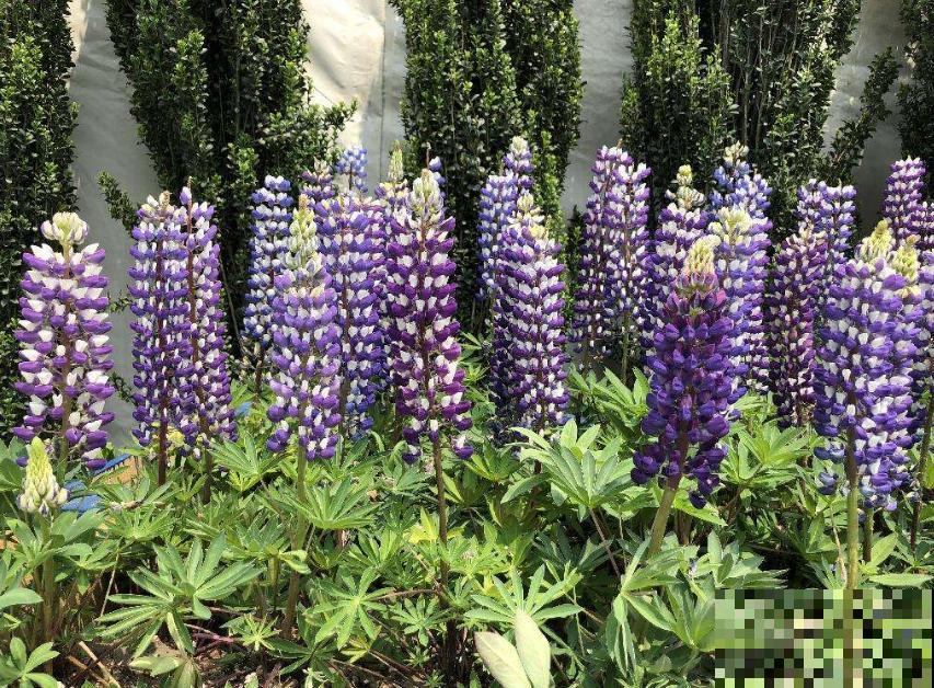 童年回忆羽扇豆,别说不认识,养盆送给妈! 童年回忆羽扇豆,别说不认识,养盆送给妈!