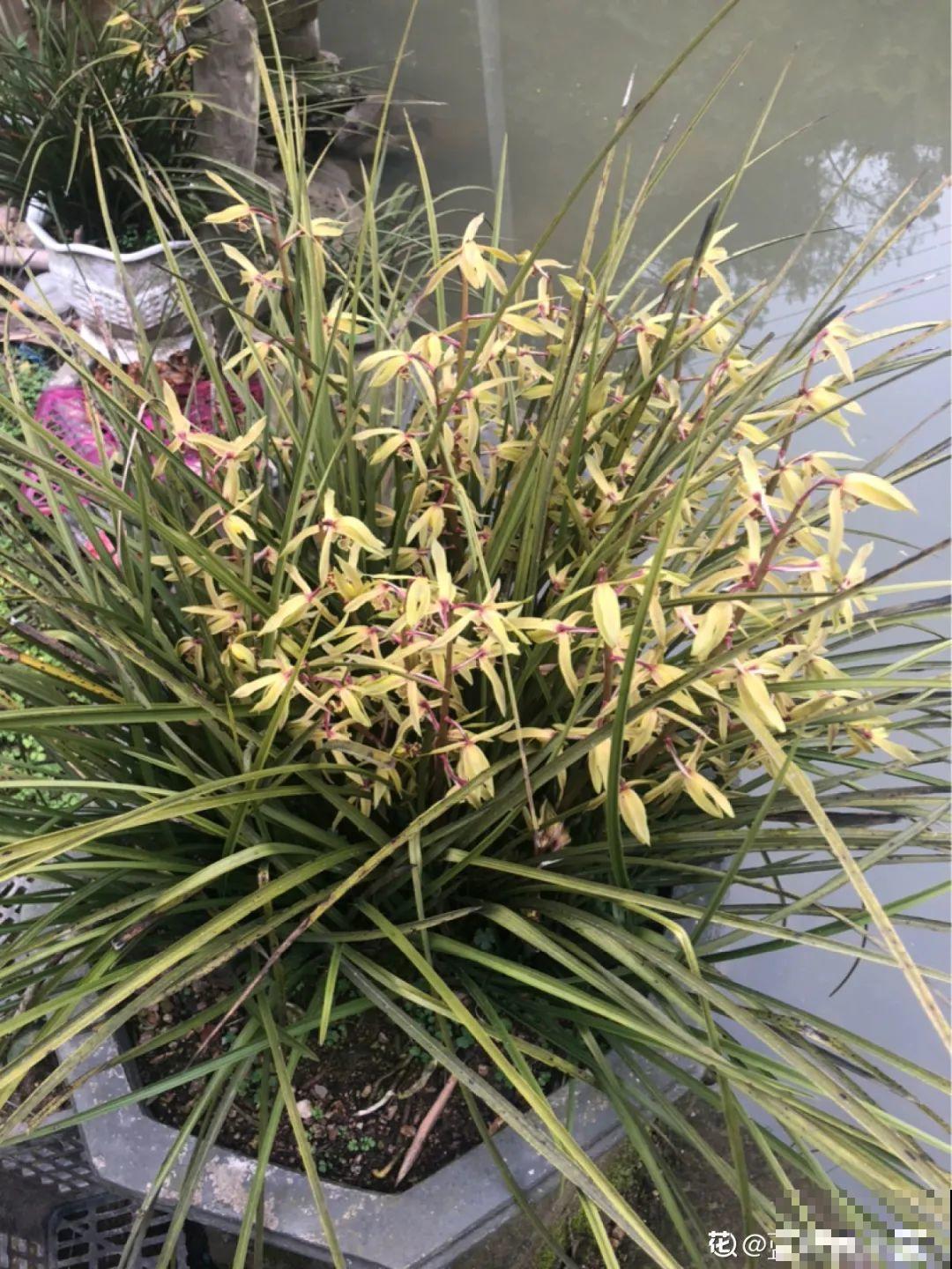 10种“好运花”，中国人最爱养，图个吉祥如意！