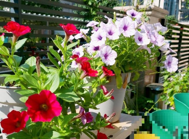 入秋后更适合养草花,一盆能开上百朵,便宜又好养! 入秋后更适合养草花,一盆能开上百朵,便宜又好养!