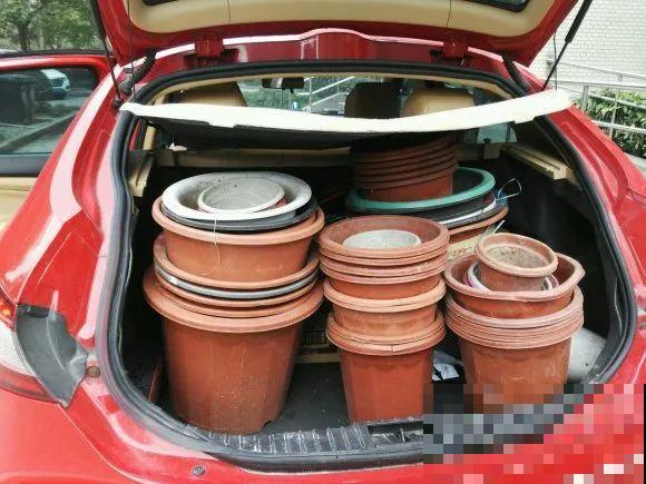 路边也能捡到“宝”,回家养一养,开成宝贝花! 路边也能捡到“宝”,回家养一养,开成宝贝花!