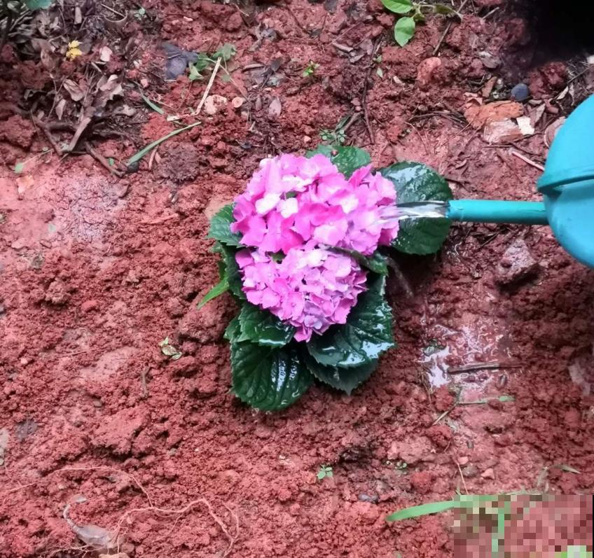 秋天修剪要慎重,这4种花不能随便剪,剪了就后悔! 秋天修剪要慎重,这4种花不能随便剪,剪了就后悔!