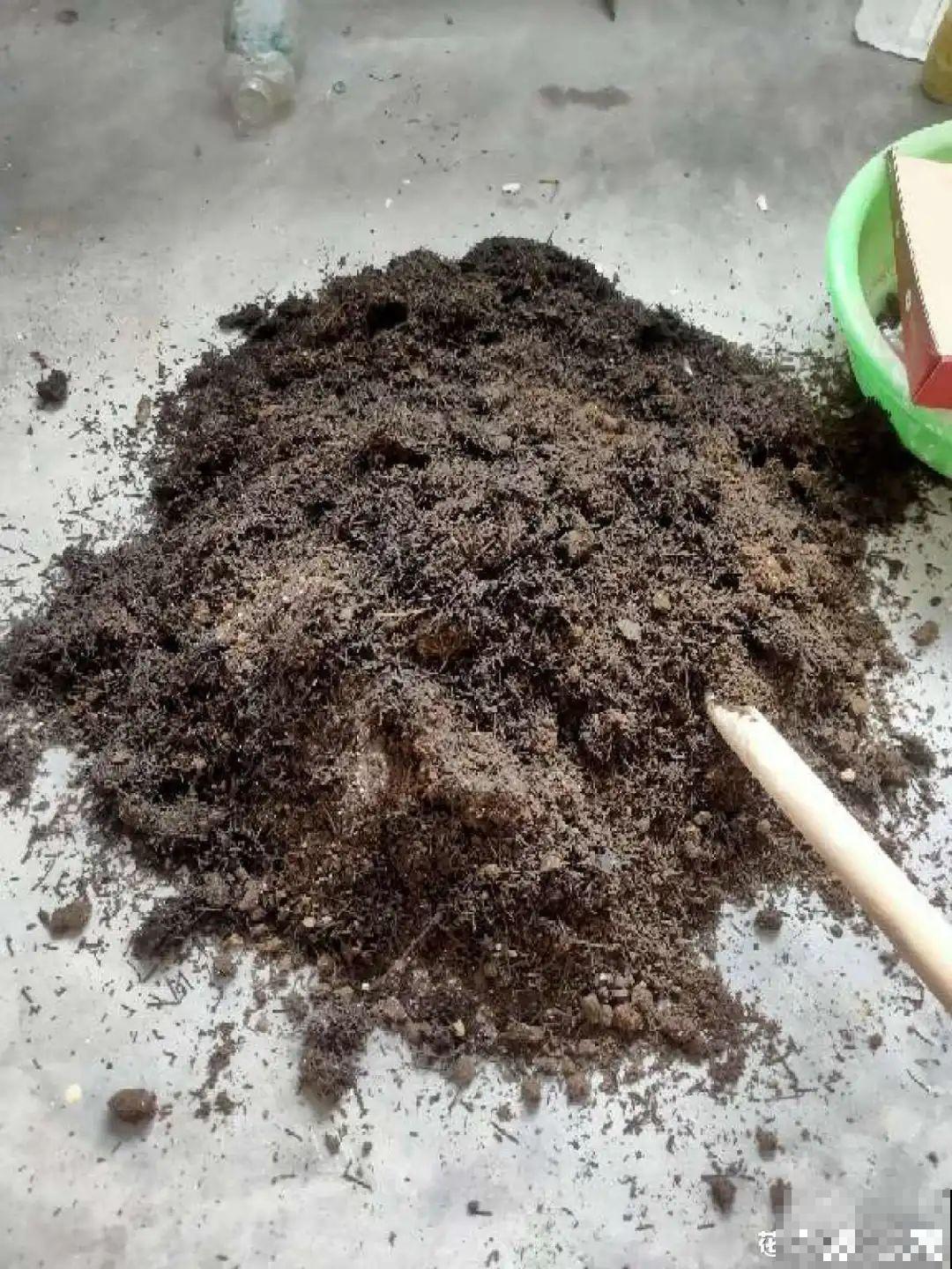 路边捡点松果，开水一烫来养花，透气不烂根！