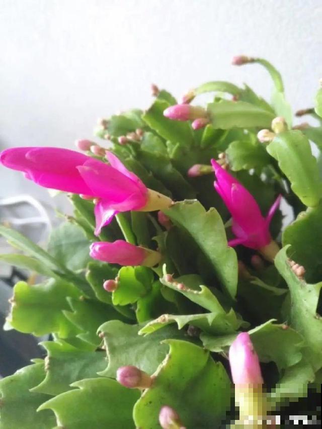 20种花秋天浇水避坑指南,现在就注意,来年长更好! 20种花秋天浇水避坑指南,现在就注意,来年长更好!