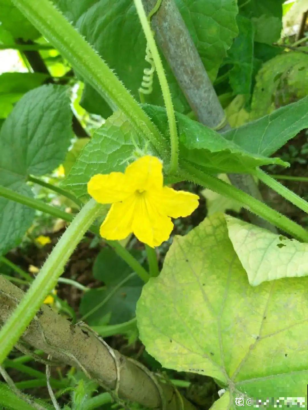 农村养出的“宝藏”花,精致可爱,一点也不土气! 农村养出的“宝藏”花,精致可爱,一点也不土气!