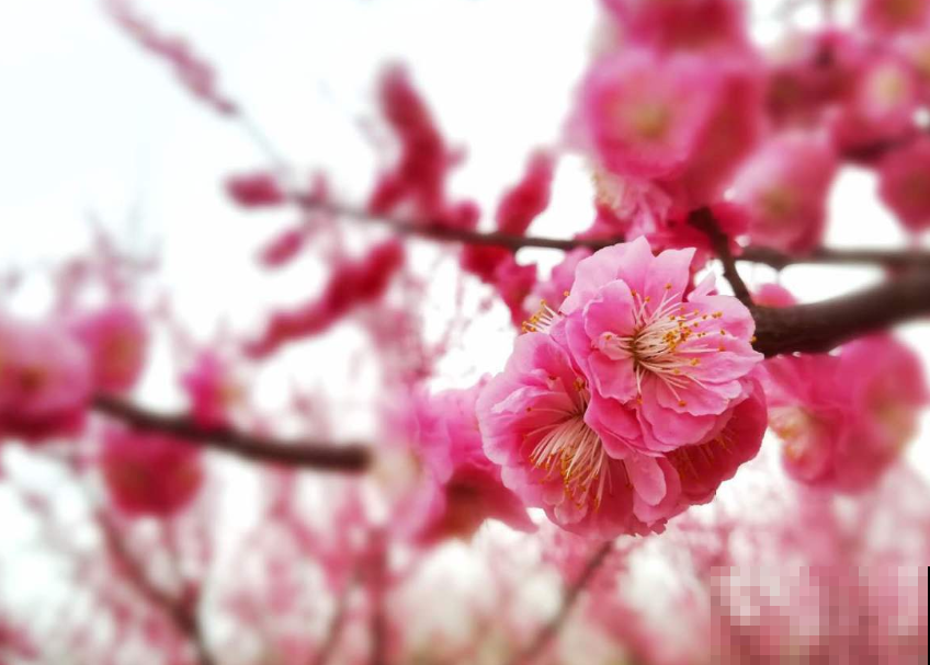 一句诗一种花,根据诗句猜花名,全猜对的是个文化人 一句诗一种花,根据诗句猜花名,全猜对的是个文化人