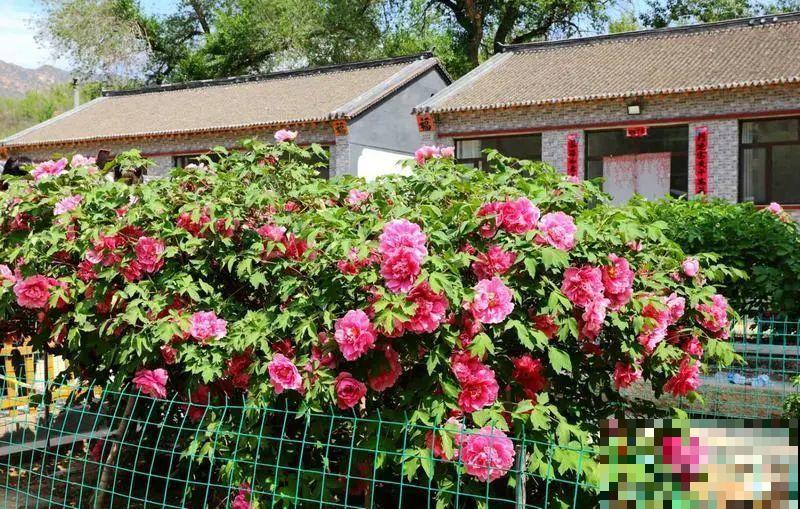 407岁古树，熊孩子玩火烧坏，只剩树皮还能活？